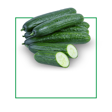 greenhouse-cucumber-medium