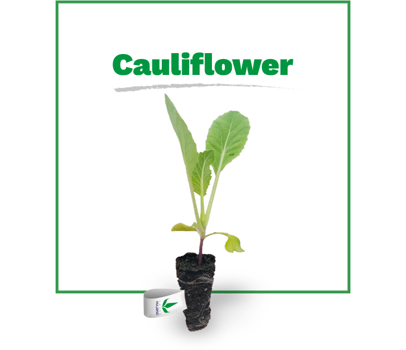 mini cauliflower seedlings