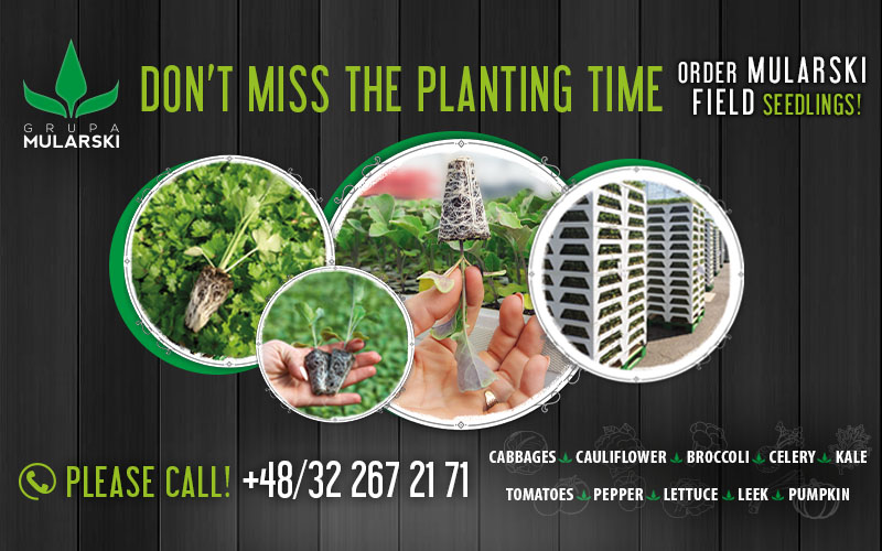 Do not miss the planting time! Order MULARSKI field seedlings!