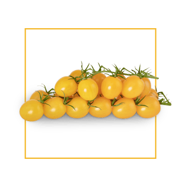 cherry-yellow-tomatoes